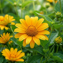 False Sunflower (Heliopsis helianthoides) Seeds