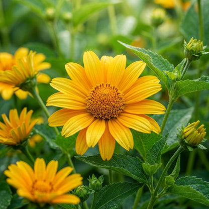 False Sunflower (Heliopsis helianthoides) Seeds