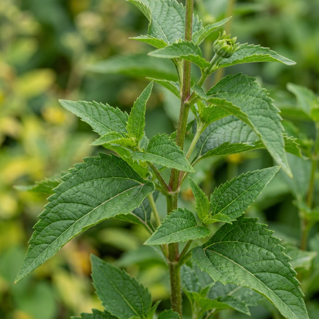 False Sunflower (Heliopsis helianthoides) Seeds