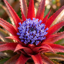 Fascicularia micrantha Seeds for Planting