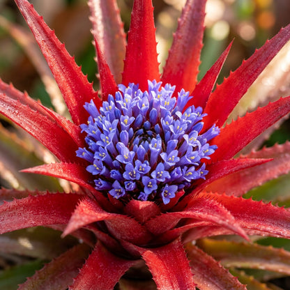 Fascicularia micrantha Seeds for Planting