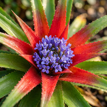 Fascicularia micrantha Seeds for Planting