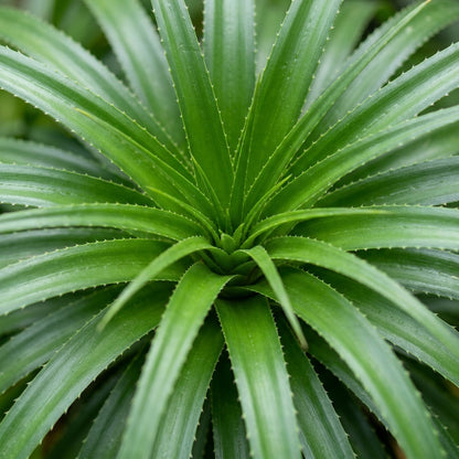 Fascicularia micrantha Seeds for Planting