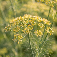 Foeniculum vulgare Seeds for Planting