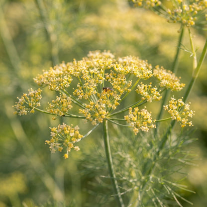 Foeniculum vulgare Seeds for Planting