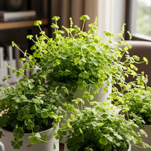 Clover Fern Plant Seeds for Indoor Decorative Planting