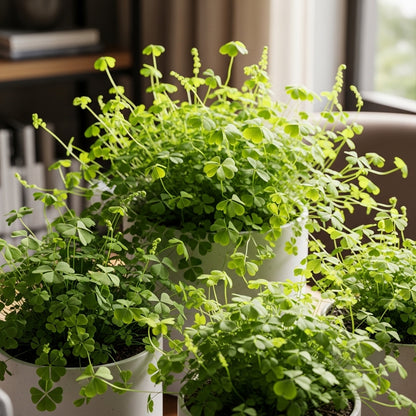 Clover Fern Plant Seeds for Indoor Decorative Planting