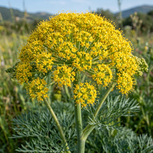 Ferula Communis Seeds - Perennial Flower Seeds for Garden