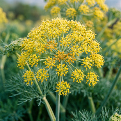 Ferula Communis Seeds - Perennial Flower Seeds for Garden