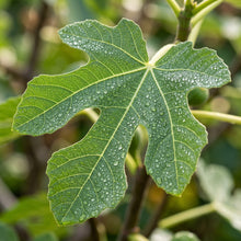 Black Madeira Fig (Ficus carica) Seeds for Planting