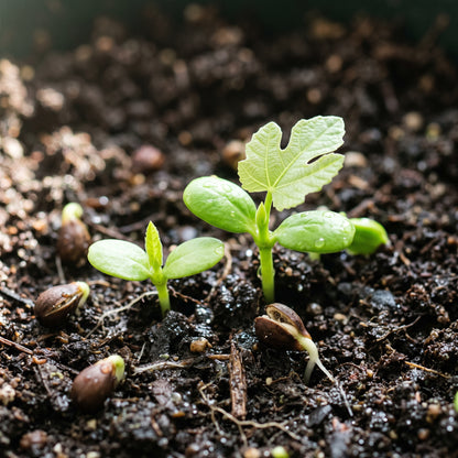 Black Madeira Fig (Ficus carica) Seeds for Planting