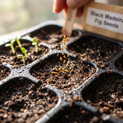Black Madeira Fig (Ficus carica) Seeds for Planting
