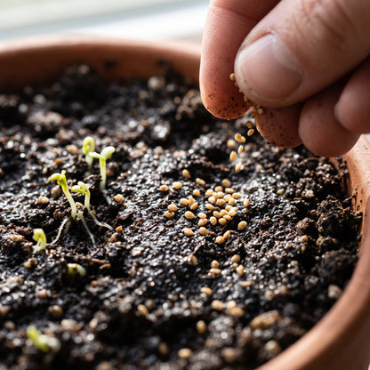 Black Mission Fig Seeds for Planting