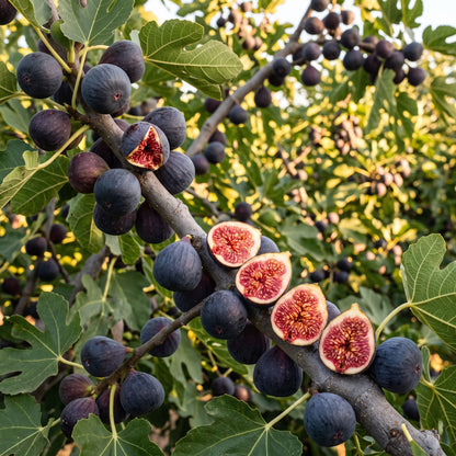 Black Mission Fig Seeds for Planting