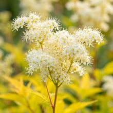 Filipendula Ulmaria Aurea Seeds for Garden Planting