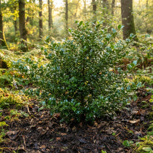 Finetooth Holly Seeds for Planting