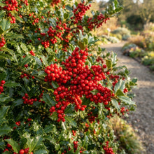 Finetooth Holly Seeds for Planting