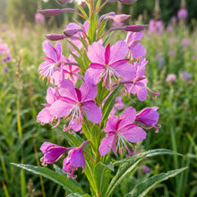 Fireweed (Epilobium angustifolium) Seeds for Planting