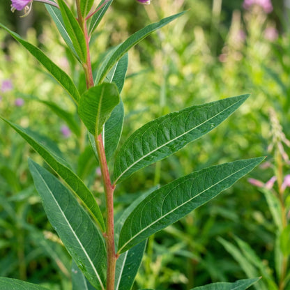 Fireweed (Epilobium angustifolium) Seeds for Planting
