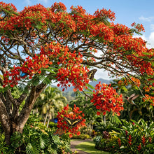 Flamboyant Flame Tree Delonix regia Seeds for Planting