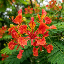 Flamboyant Flame Tree Delonix regia Seeds for Planting