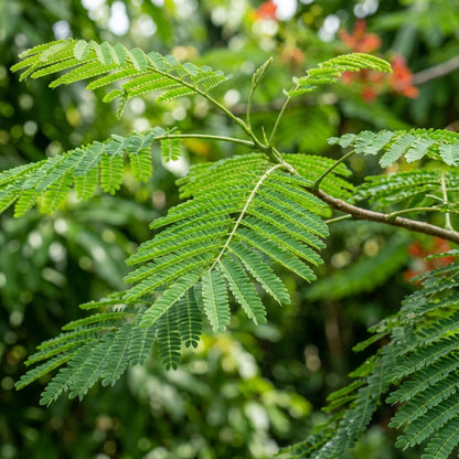 Flamboyant Flame Tree Delonix regia Seeds for Planting