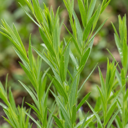Linum Charmer Extra Mixture Flower Seeds For Planting