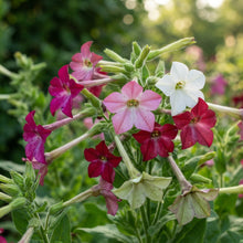 Nicotiana Perfume Mixed F1 Flower Seeds for Planting