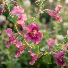 Maurandya erubescens Magic Dragon Flower Seeds for Planting