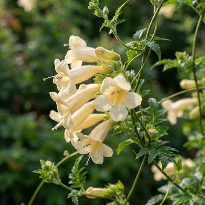 Eccremocarpus scaber Tresco Cream Seeds for Planting