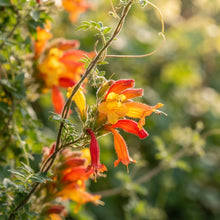 Eccremocarpus scaber Flame Colours Flower Seeds for Planting