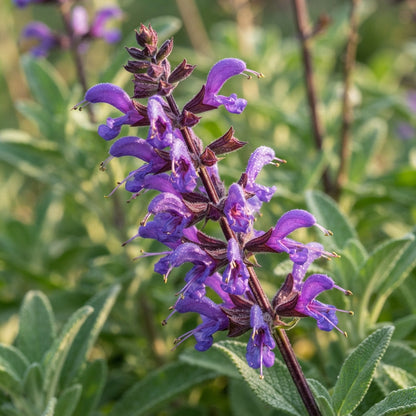 Lepechinia salviae Flower Seeds for Planting