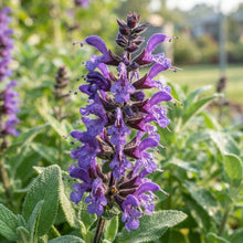Lepechinia salviae Flower Seeds for Planting