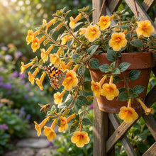 Achimenes Sunburst Seeds for Planting