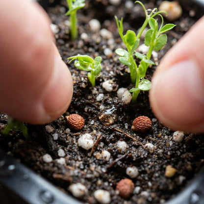 Red Climbing Flower Seeds for Planting