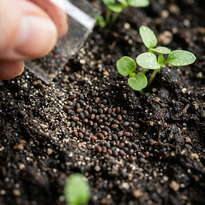 Beaulieu Flower Seeds for Planting