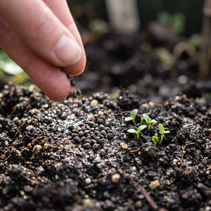 Echium Blue Dwarf Flower Seeds for Planting
