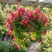 Maurandya erubescens Magic Dragon Flower Seeds for Planting
