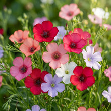Linum Charmer Extra Mixture Flower Seeds For Planting