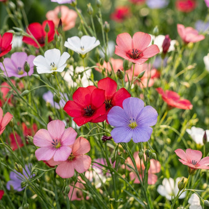 Linum Charmer Extra Mixture Flower Seeds For Planting