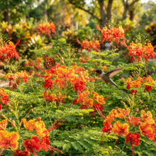 Caesalpinia pulcherrima Seeds for Planting
