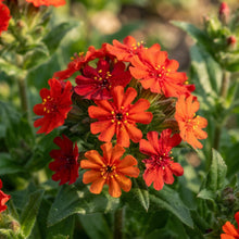 Lychnis × haageana Molten Lava Flower Seeds for Planting