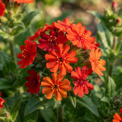 Lychnis × haageana Molten Lava Flower Seeds for Planting