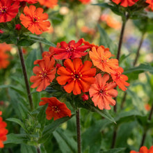 Lychnis × haageana Molten Lava Flower Seeds for Planting