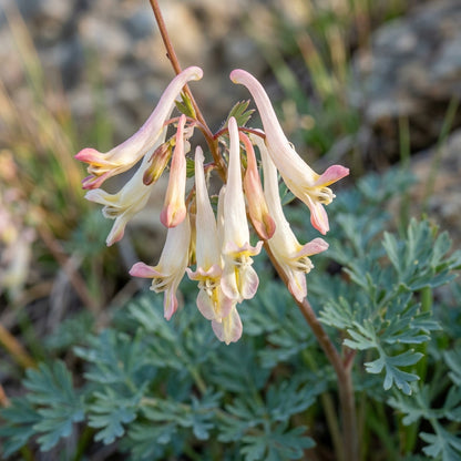 Rupicapnos africana Flower Seeds for Planting