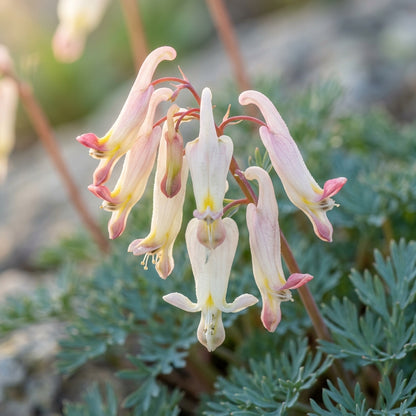 Rupicapnos africana Flower Seeds for Planting
