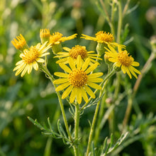 Senecio polyodon Seeds for Planting