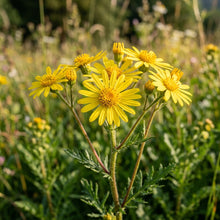 Senecio polyodon Seeds for Planting
