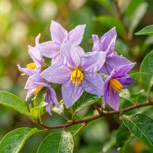 Lycianthes lycoides Flower Seeds for Planting