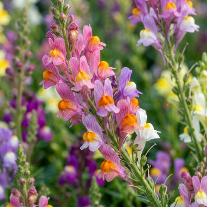 Linaria Spanish Dancer Seeds – Graceful Spikes